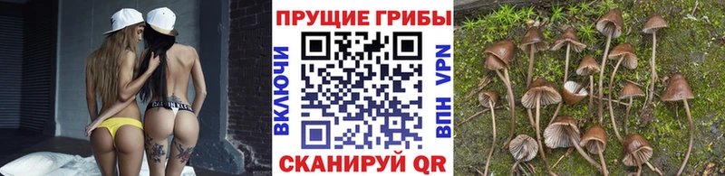 Галлюциногенные грибы Cubensis  Медногорск 